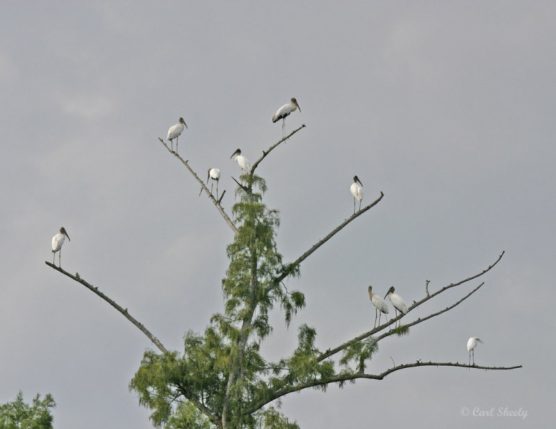 Woodstork Tree.jpg