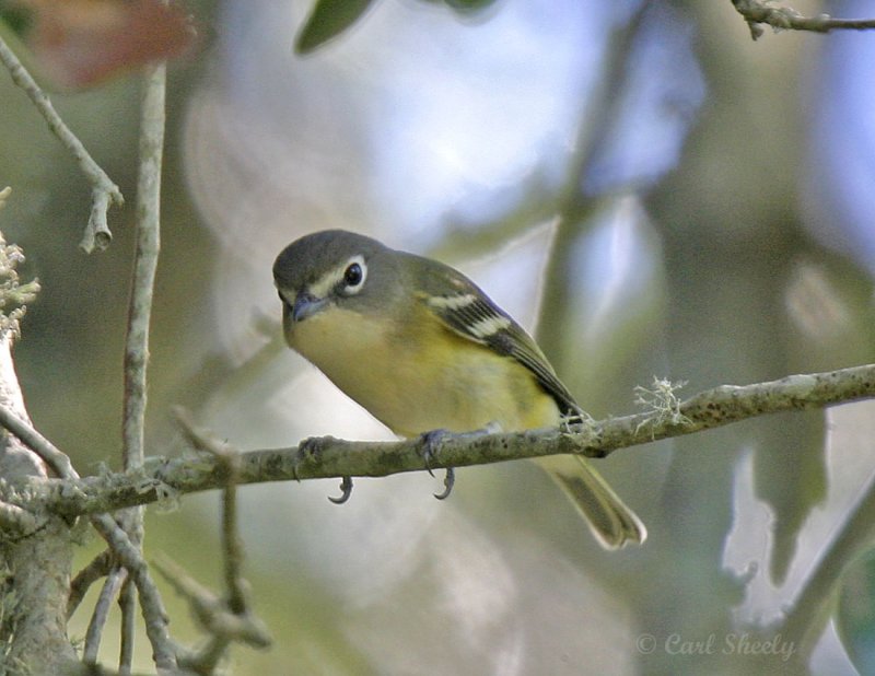 Blue-headed Vireo_4.jpg