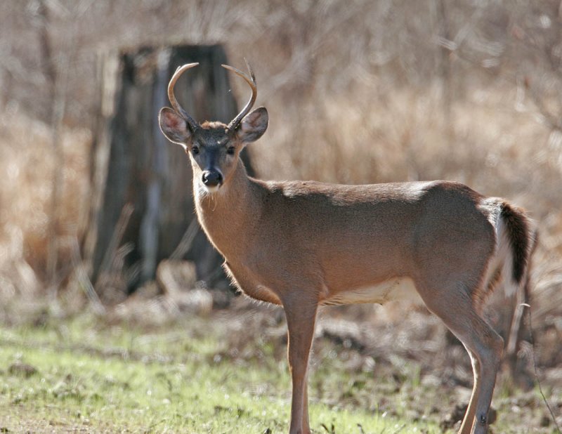 Young Whitetail Buck