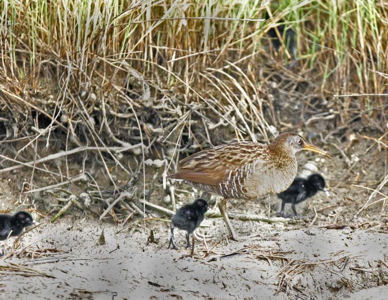 Clapper Rail family.jpg