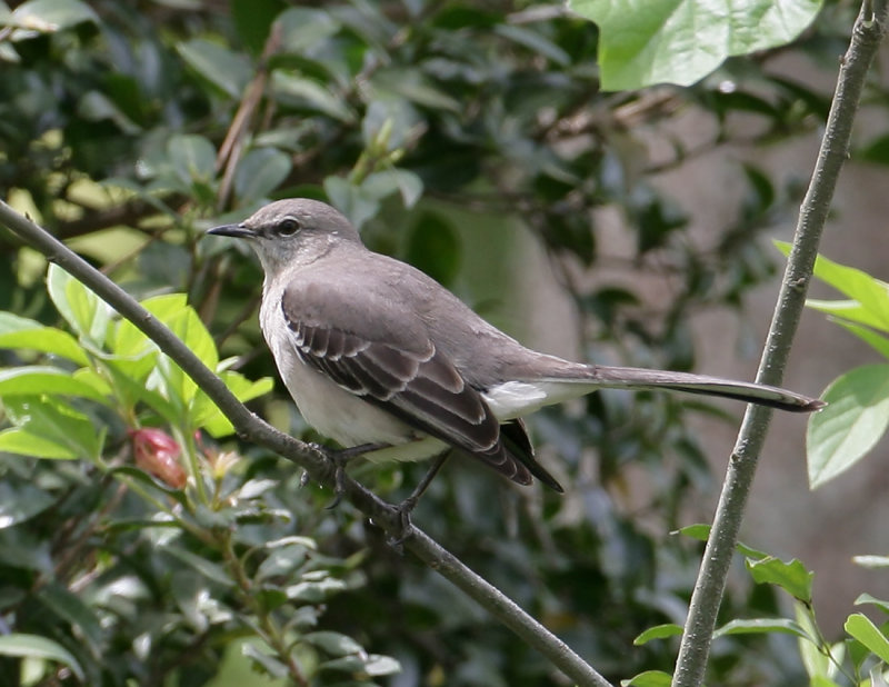 Mockingbird_7.jpg