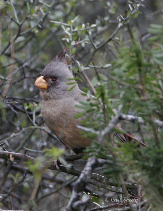 Pyrrhuloxia--6.jpg