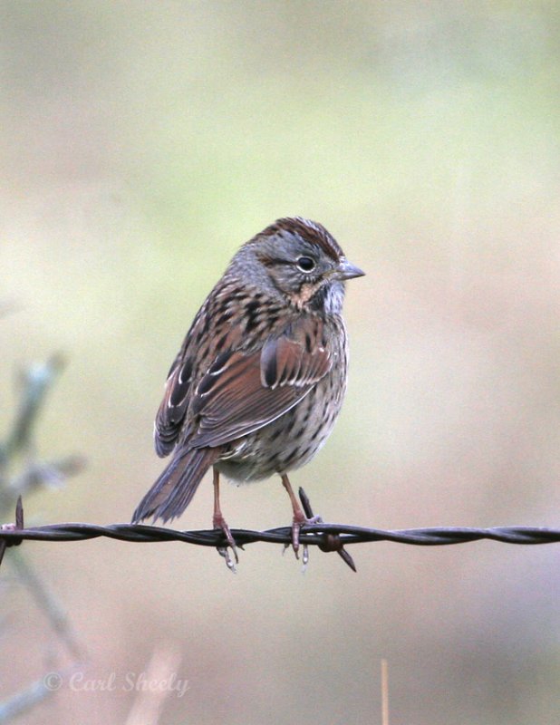 Lincolns Sparrow-6.jpg