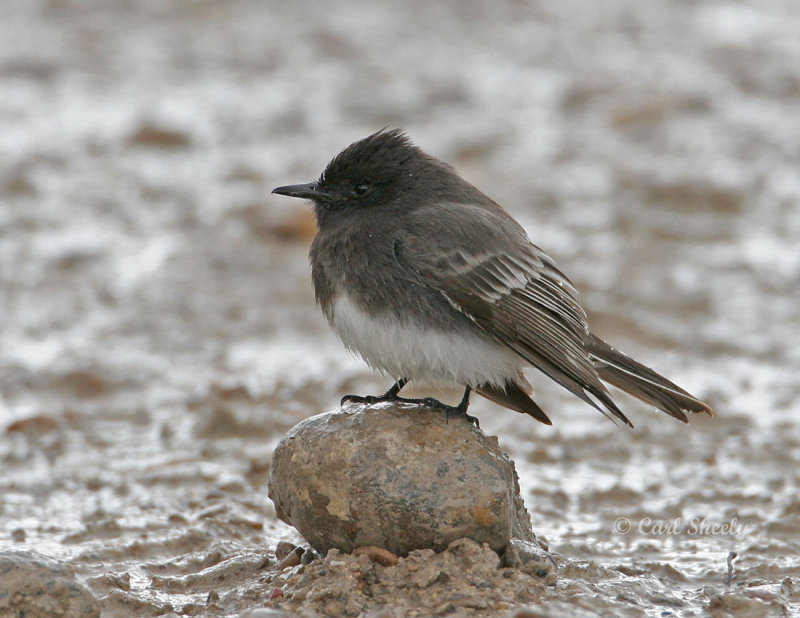 Black Phoebe-4.jpg