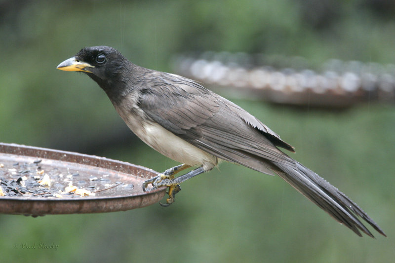 Brown Jay-3.jpg