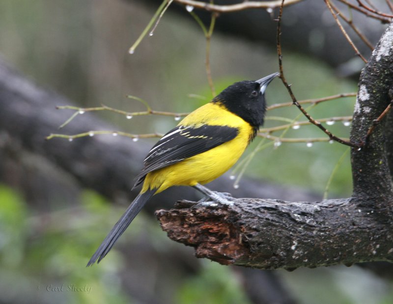 Audubons Oriole-2.jpg