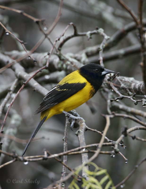 Audubons Oriole-3.jpg