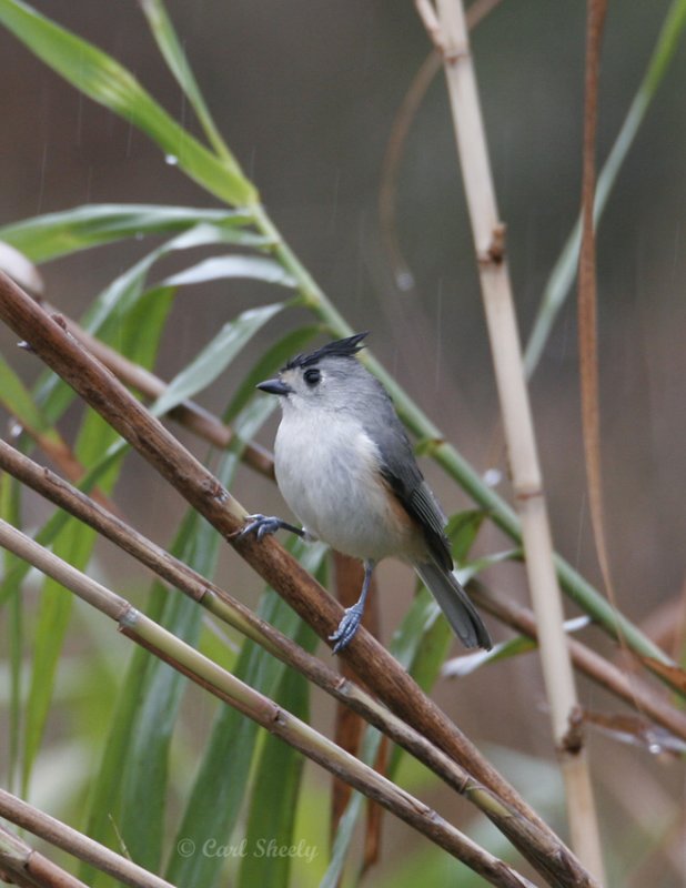 Black-crested Titmouse-5.jpg