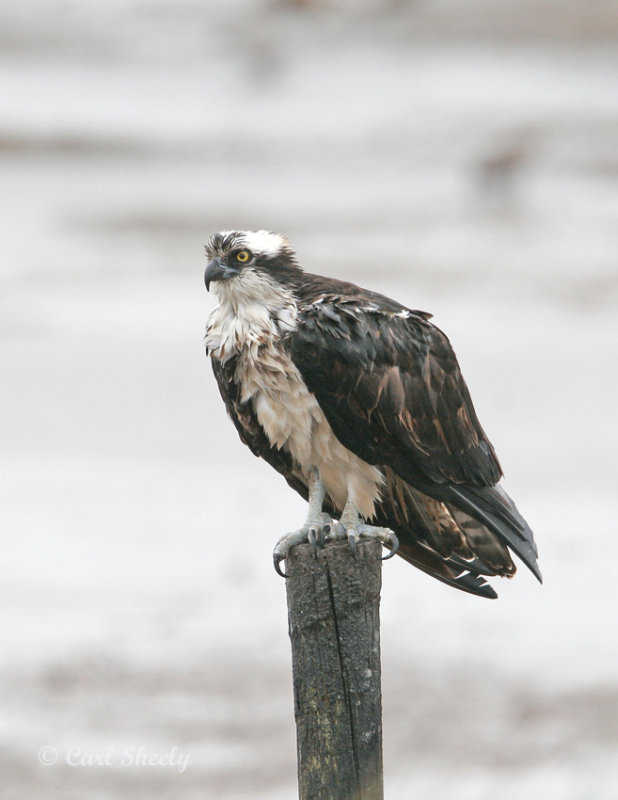 Osprey_6.jpg