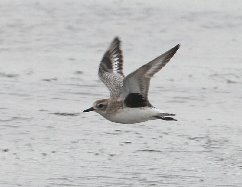 Black-bellied Plover-winter.jpg