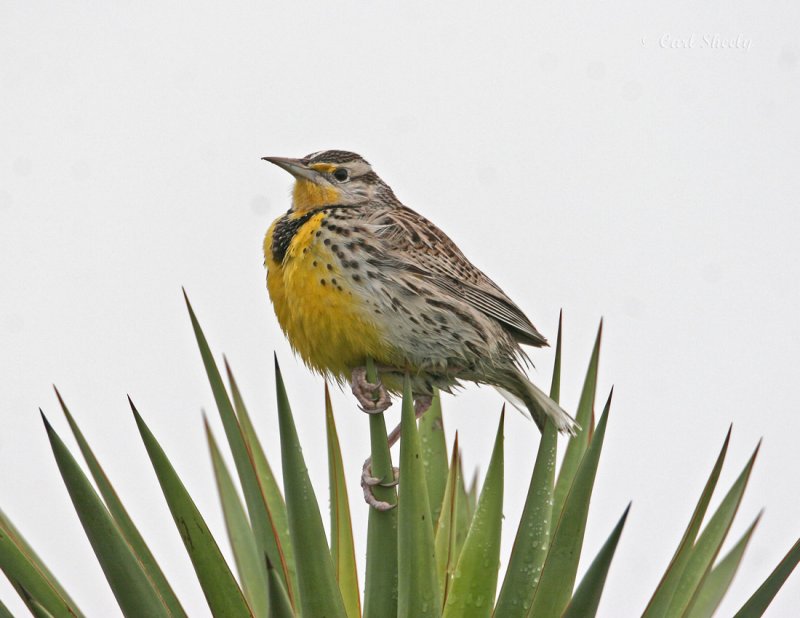 Eastern Meadowlark.jpg