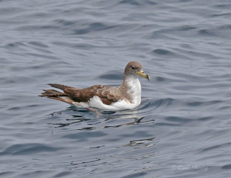Corys Shearwater_4.jpg