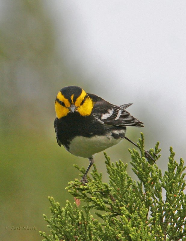 Golden-cheeked Warbler-4.jpg