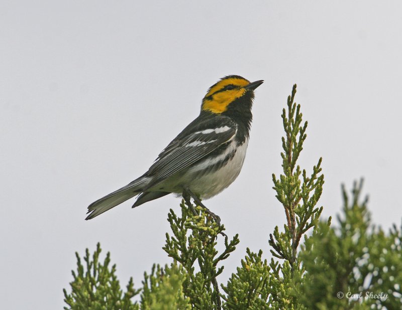 Golden-cheeked Warbler-7.jpg