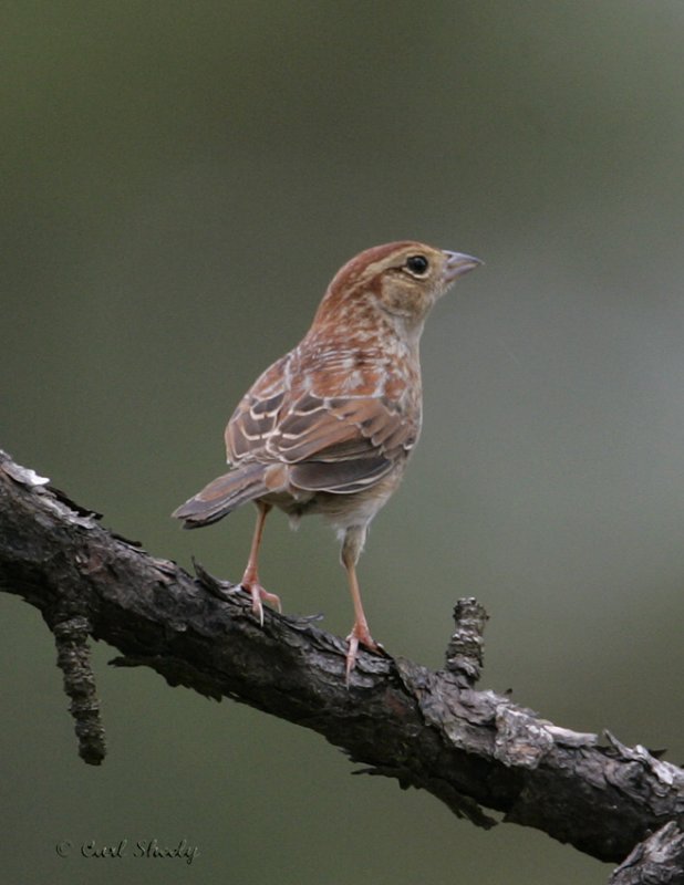 Bachmans Sparrow-2.jpg