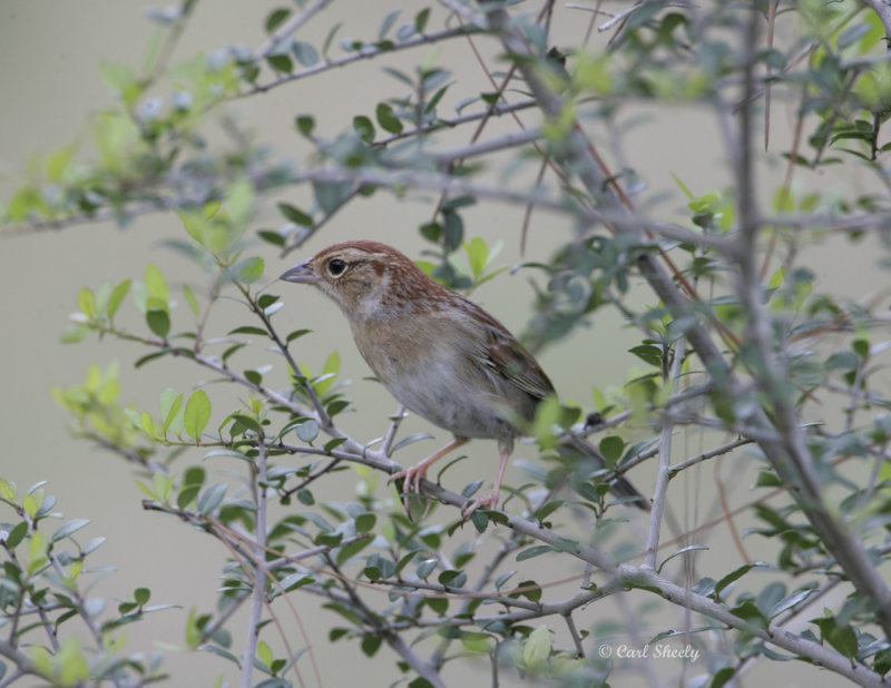 Bachmans Sparrow-4.jpg