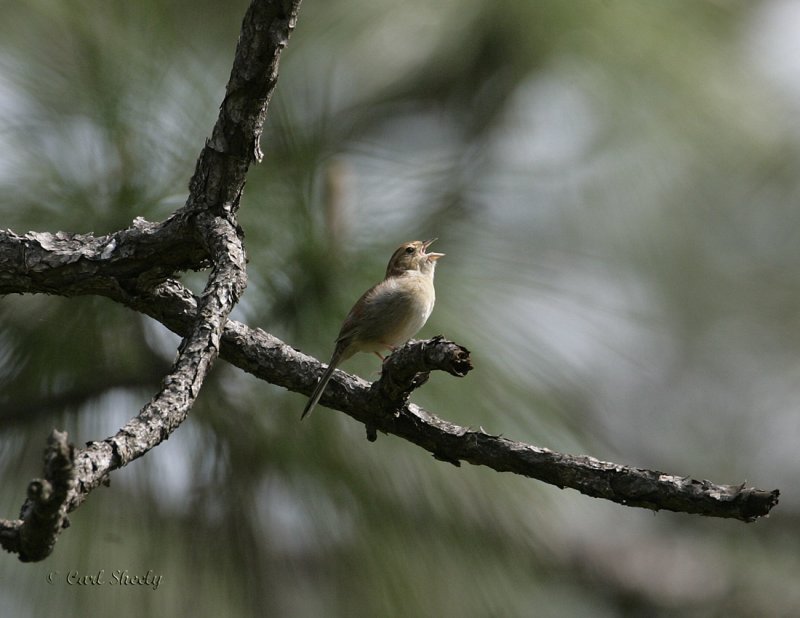 Bachmans Sparrow-7.jpg