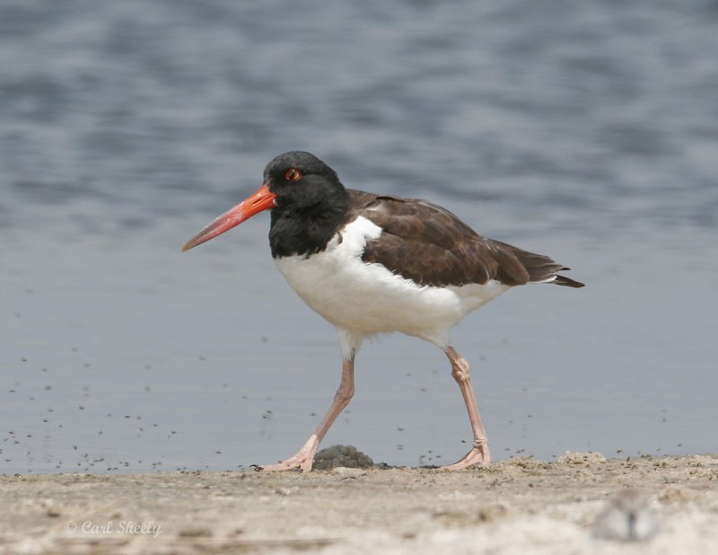 American Oystercatcher-4.jpg