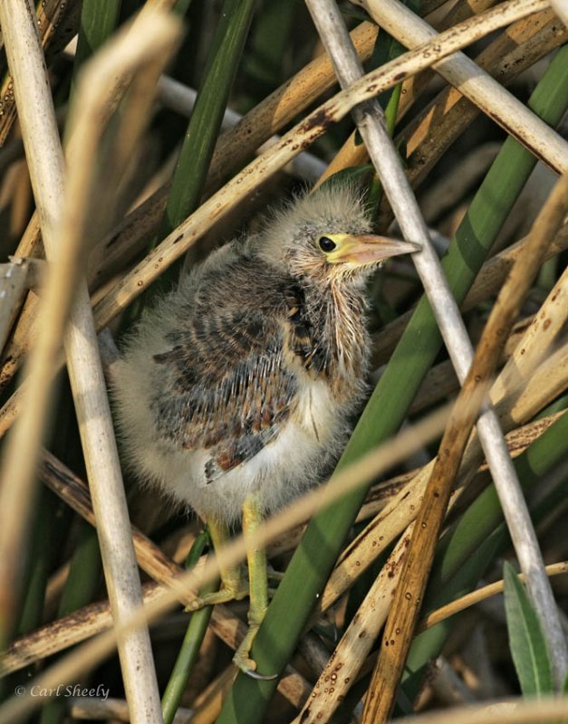 Least Bittern-4.jpg