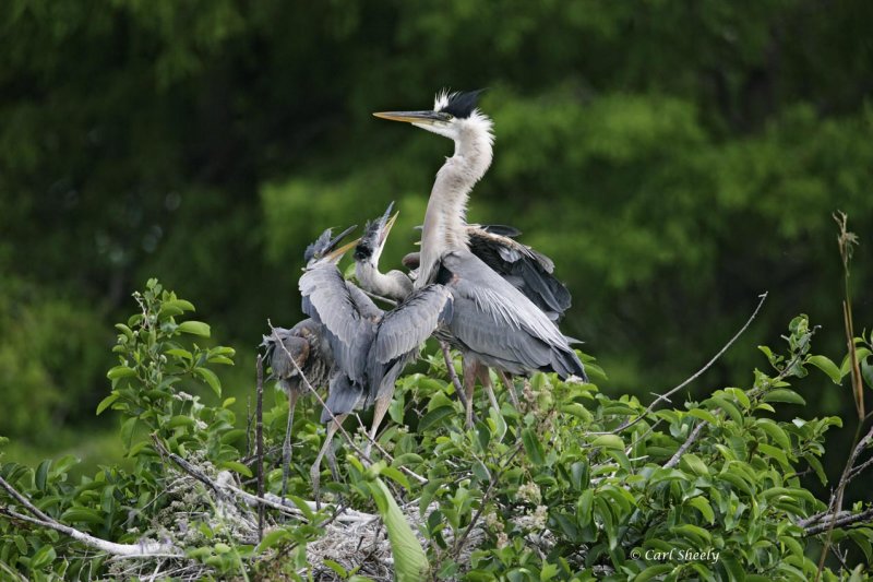 Great Blue Heron_5.jpg