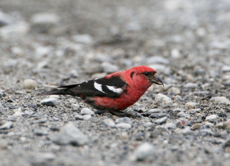 White-winged Crossbill_5.jpg
