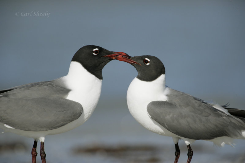 Laughing Gulls-5.jpg