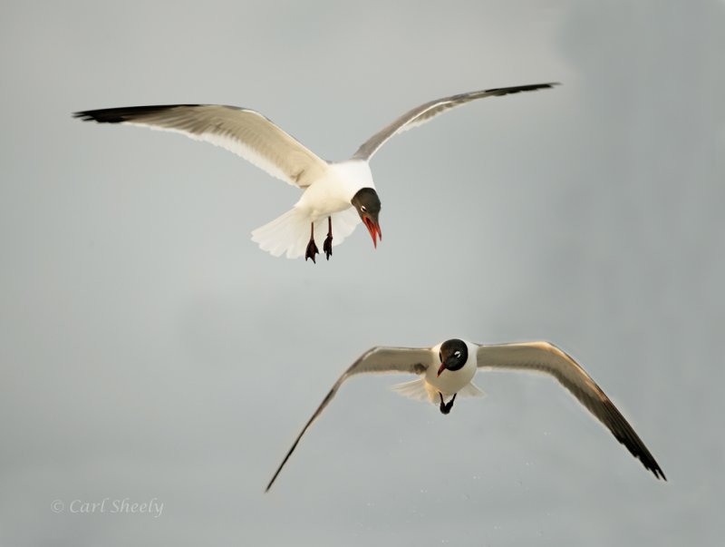 Laughing Gulls-6.jpg