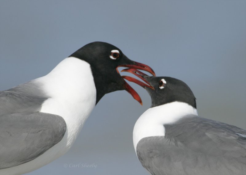 Laughing Gulls-8.jpg