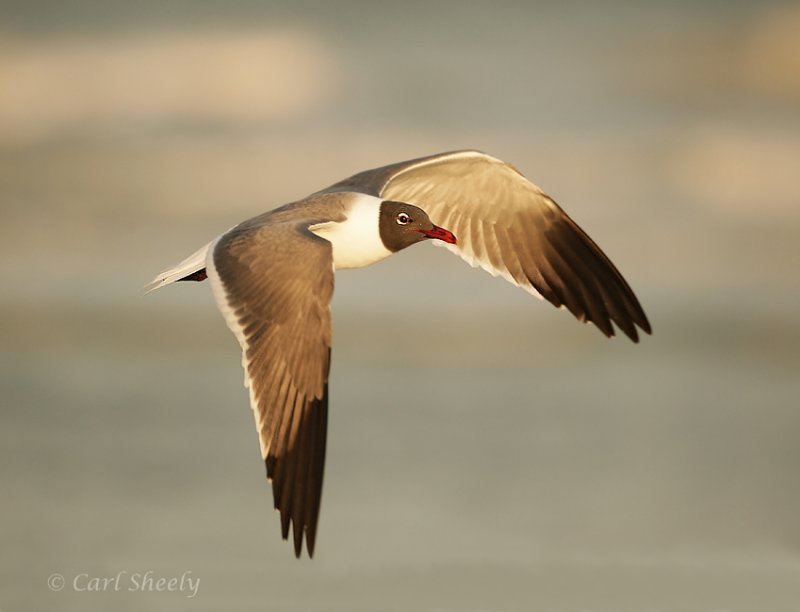 Laughing Gull-9.jpg