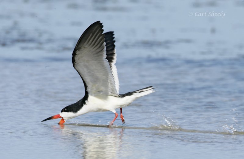 Black Skimmer-4.jpg