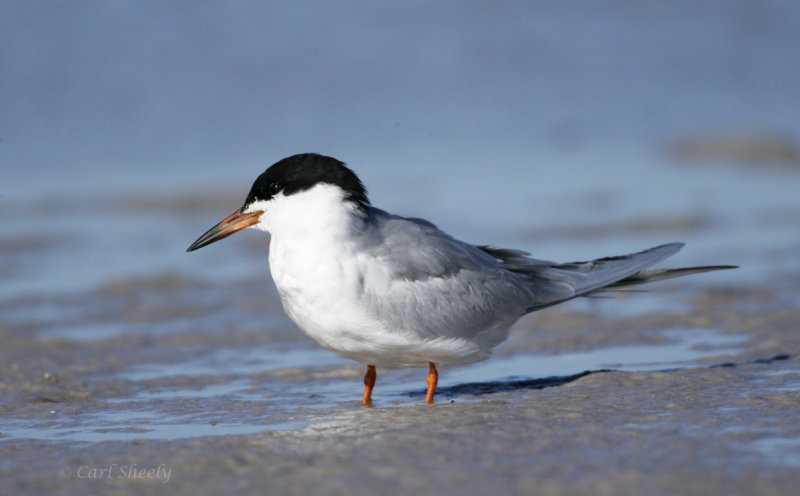 Forsters Tern-2.jpg