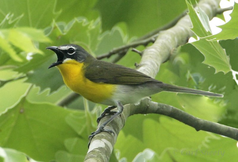 Yellow-breasted Chat_5.jpg