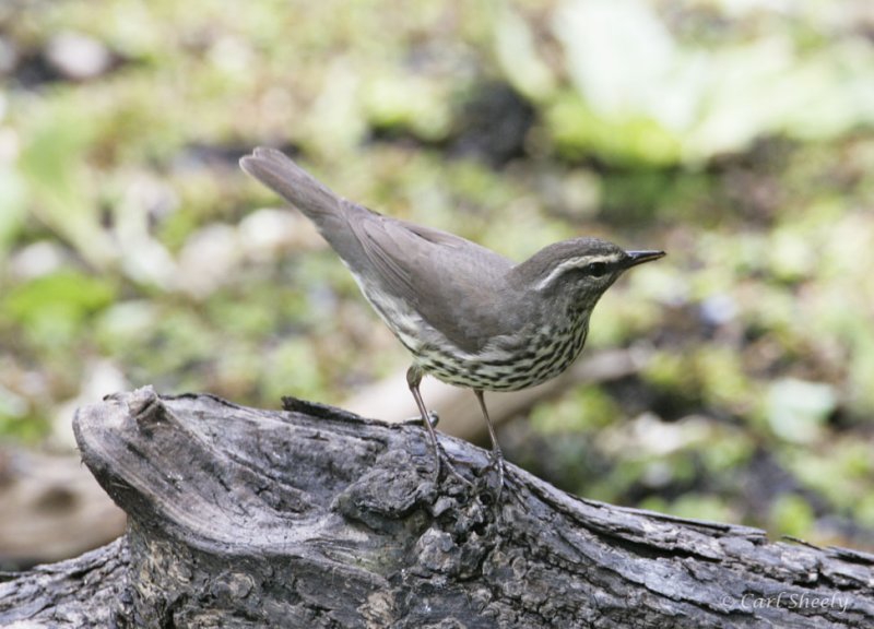 Northern Waterthrush-4.jpg