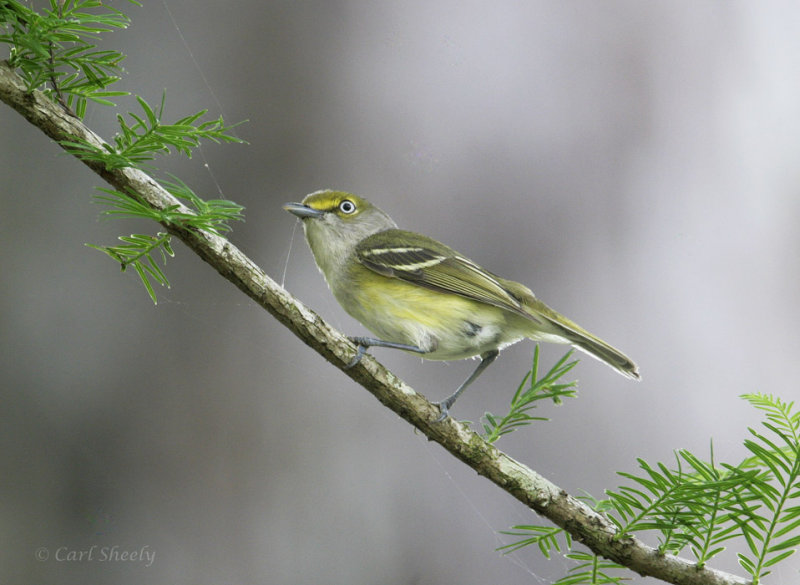 White-eyed Vireo-6.jpg