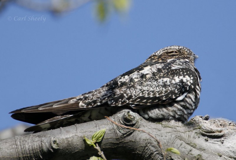 Common Nighthawk_1.jpg