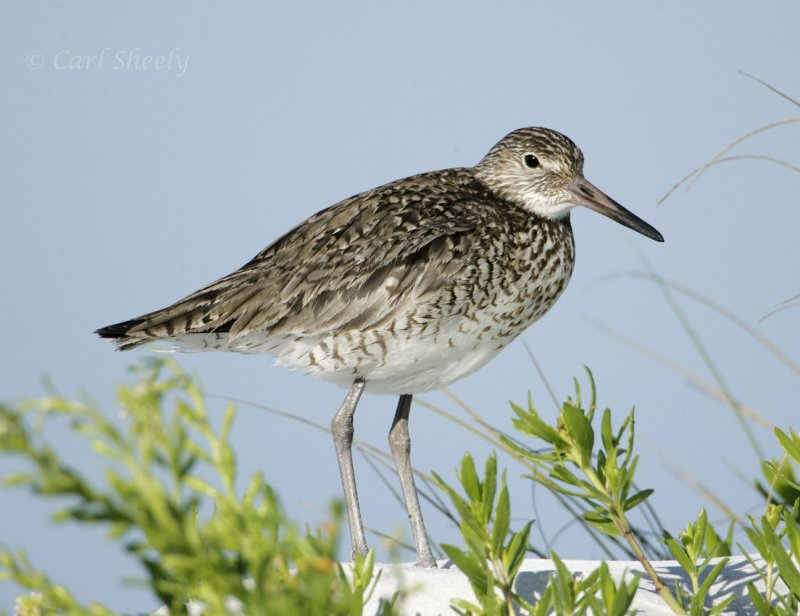 Willet-6.jpg