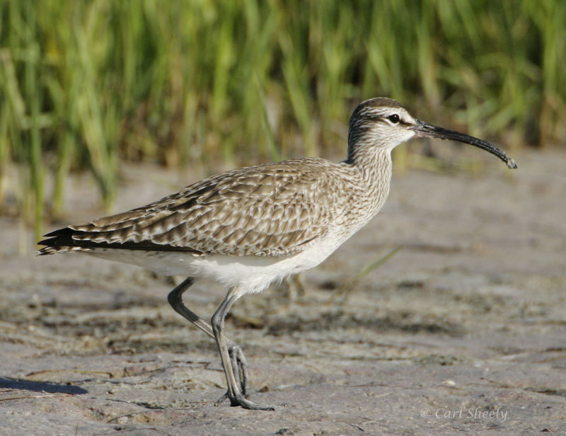Whimbrel-5.jpg