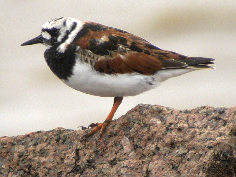 Ruddy Turnstone-1.jpg