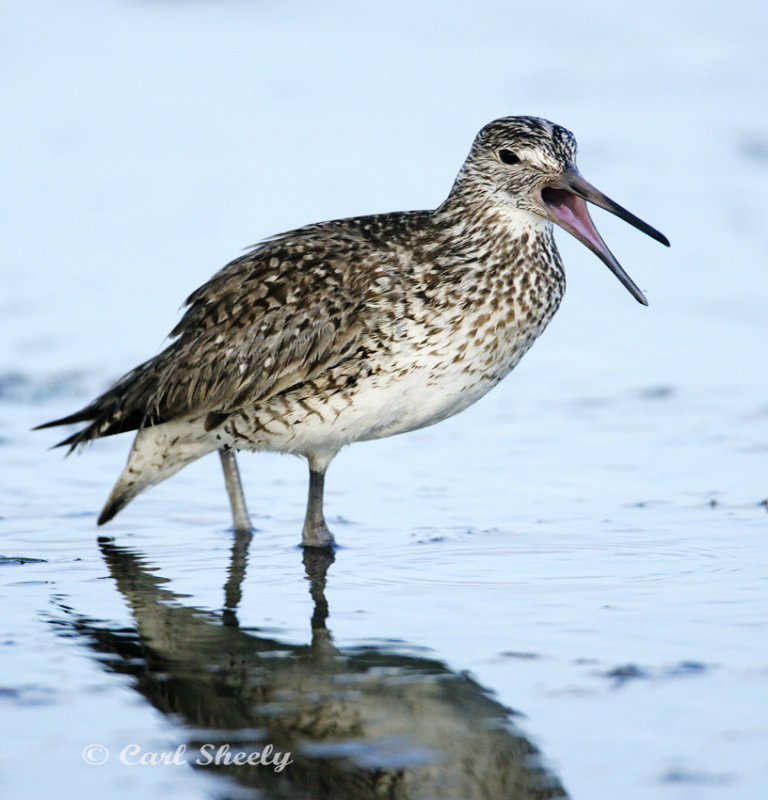 Willet-8.jpg