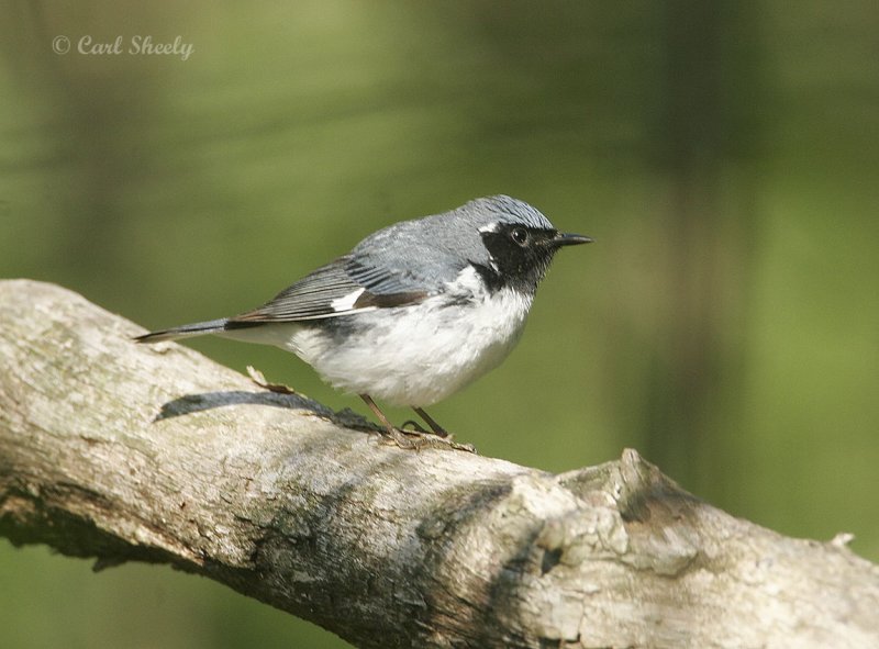 Black-throated Blue Warbler-4.jpg