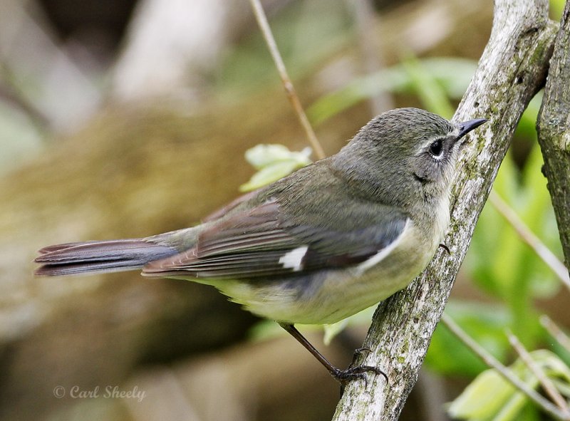 Black-throated Blue Warbler-7.jpg