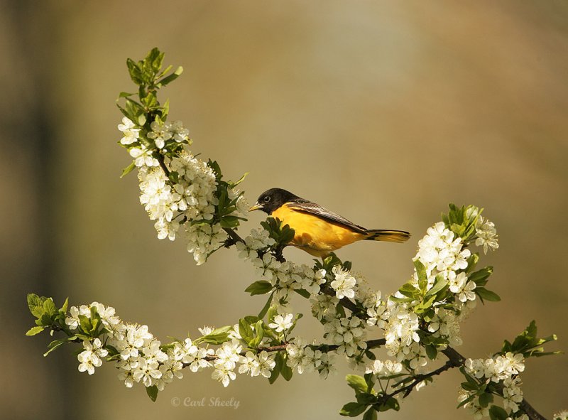 Baltimore Oriole-4.jpg