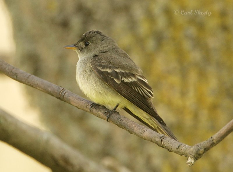 Willow Flycatcher.jpg