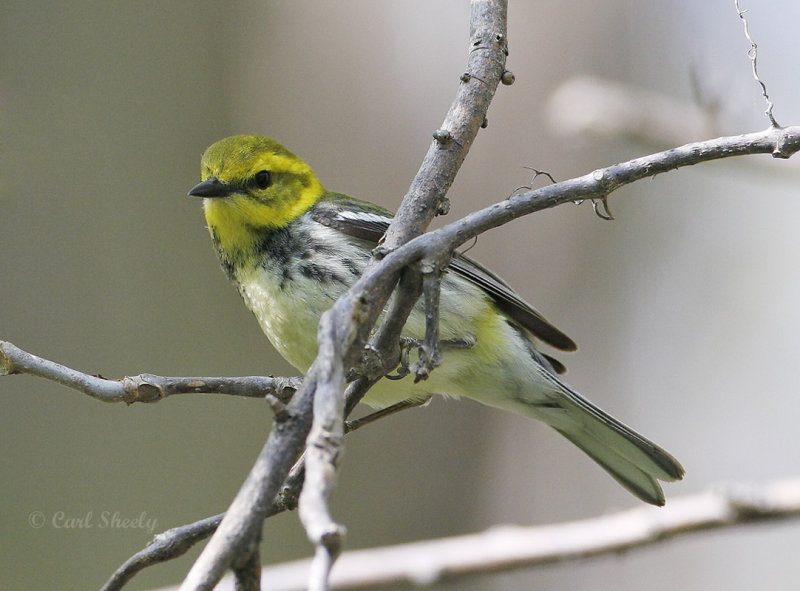 Black-throated Green Warbler-5.jpg