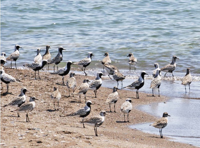 Black-bellied Plovers-5jpg.jpg