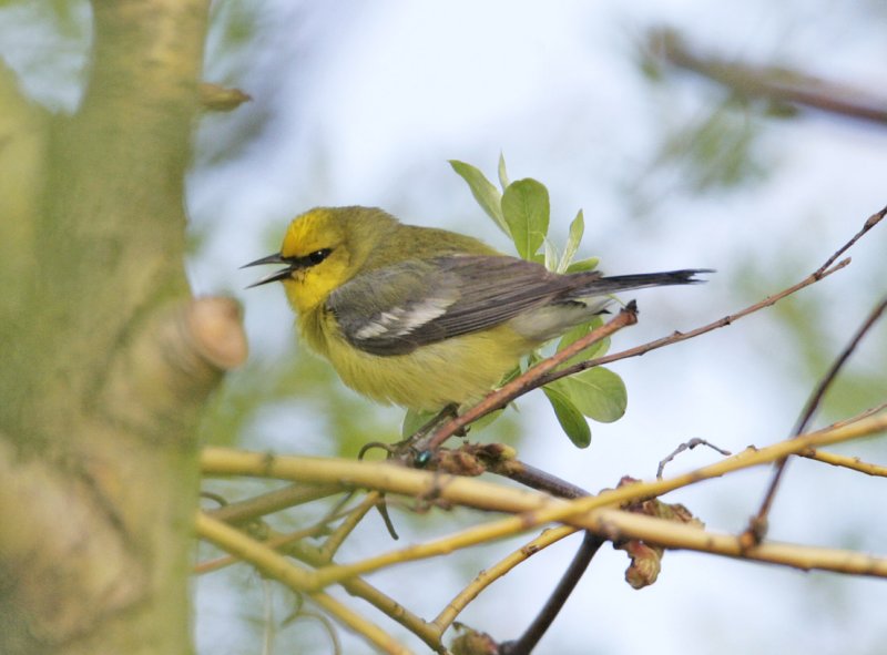 Blue-winged Warbler-5.jpg