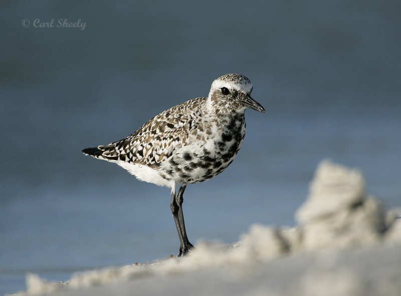 Black-bellied Plover-7.jpg
