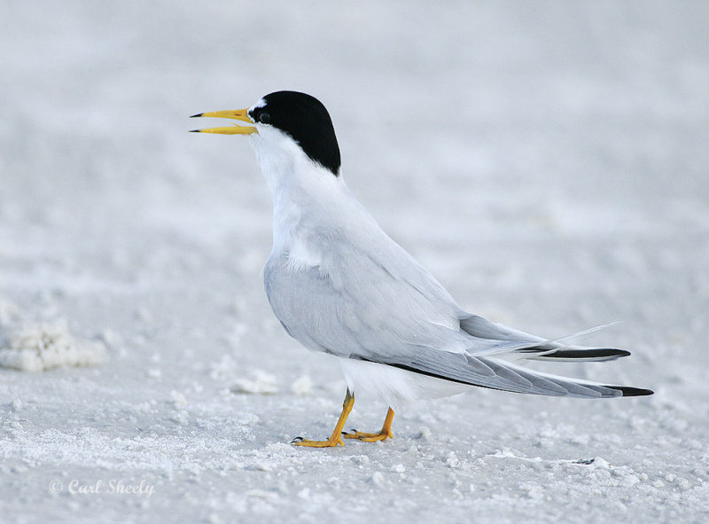 LeastTern-5.jpg