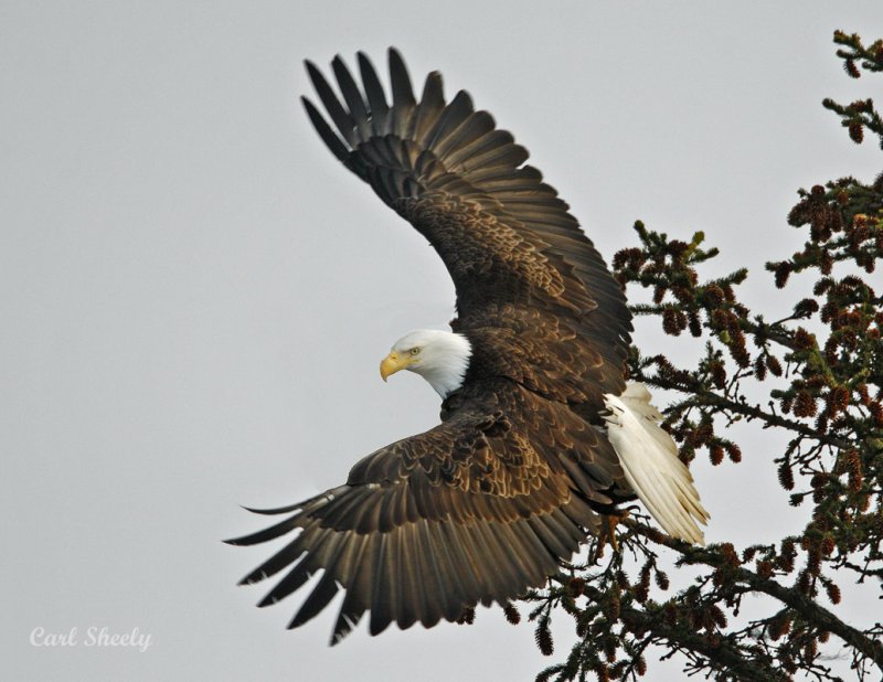 Bald Eagle.jpg