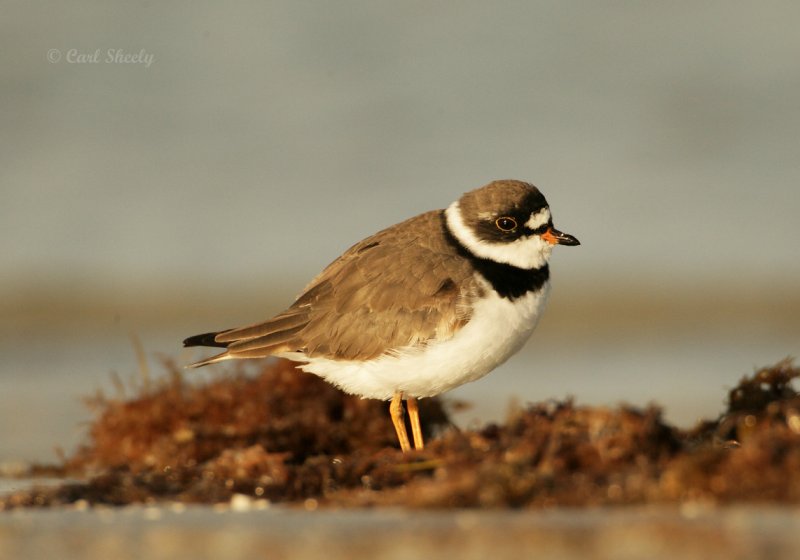 Semipalmated Plover-3.jpg
